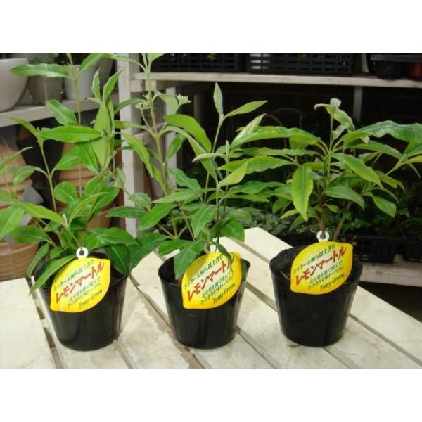 Vg[ʁ􃌃}[g@R|bgZbg̔Z[AւE񂹂E񂹐AȂǂɁ