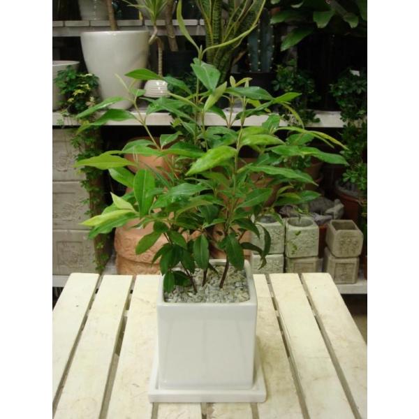 Vg[ʁ􃌃}[gzCgCeA픫y󂯎MtzyIVdグz