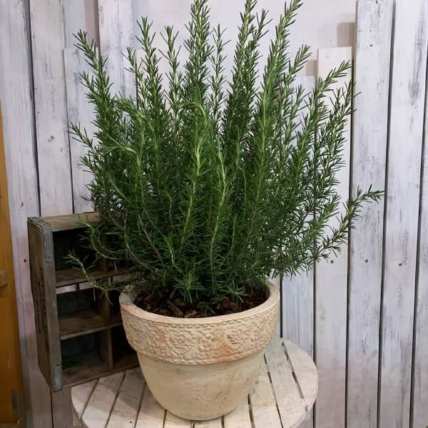 ハーブで癒される香りのギフト♪丈夫で管理が簡単♪玄関に飾ってスタンダードコンテナガーデン♪新築祝い・開店祝いに♪玄関に飾って季節を感じれる♪誕生日のお祝いやプレゼントにも♪『ガーデニング』『苗』『ポッド』『お庭』『花壇』『プランター』『玄関...