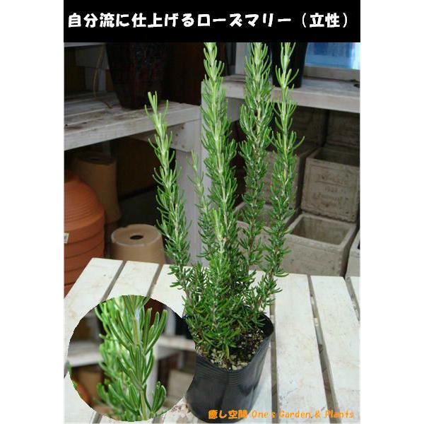 立ち性ローズマリー 苗 ポット Rosemary Tp 癒し空間 One S Garden 通販 Yahoo ショッピング