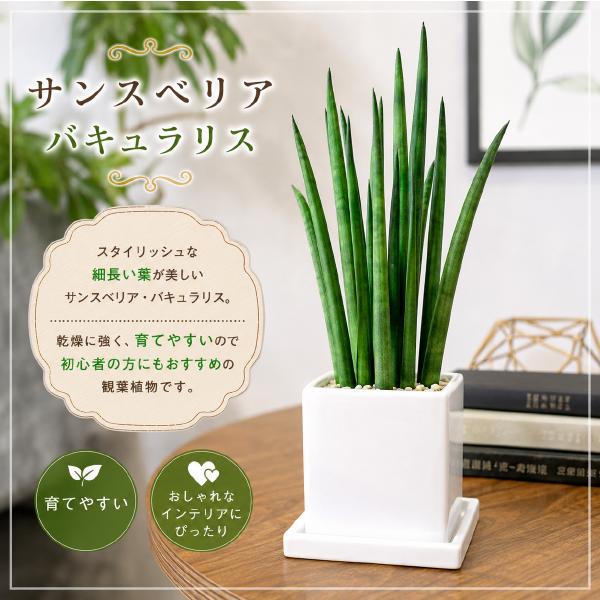 サンスベリア　バキュラリス（ミカド）インテリア陶器鉢　受け皿付き　マイナスイオン効果を♪誕生日、開店祝い、新築祝いなどに