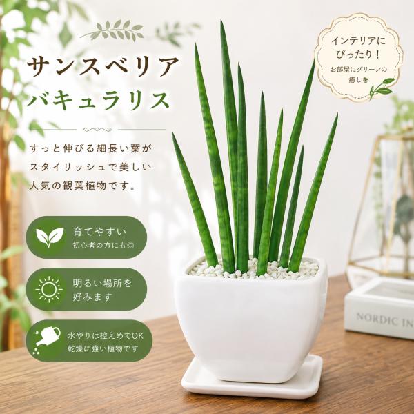サンスベリア　バキュラリス（ミカド）インテリア陶器鉢　受け皿付き　タイプB　マイナスイオン効果を♪誕生日、開店祝い、新築祝いなどに