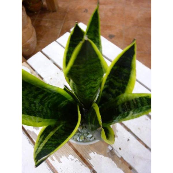 スタイリッシュな観葉植物 マイナスイオン効果のサンスベリア 場所取らずでちょこっと置くだけ プレゼントや景品にも モダン風アジアンテイスト Buyee Buyee Japanese Proxy Service Buy From Japan Bot Online