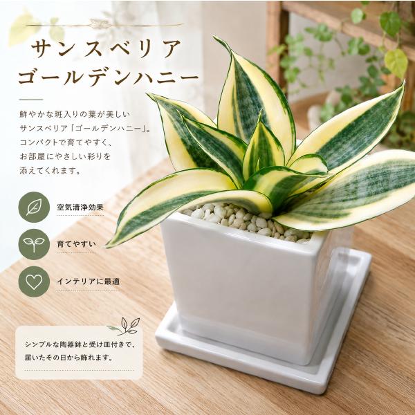 サンスベリア　ゴールデンハニー　受け皿付き・陶器鉢　シンプルタイプ