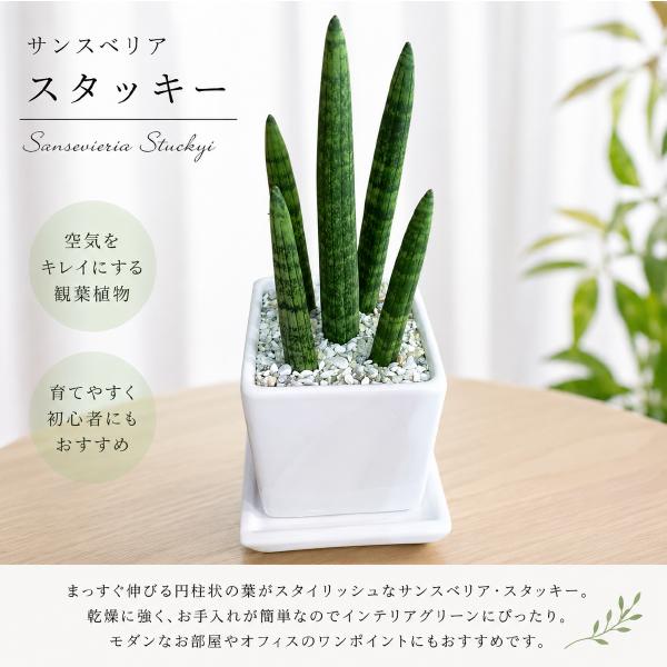 サンスベリア　スタッキー【ツヤ有り・受け皿付き・陶器鉢】シンプルタイプ　花言葉は「永久・不滅」新築祝いにも♪