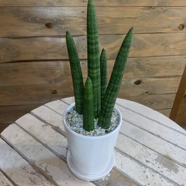 サンスベリア　スタッキー♪スタイリッシュな観葉植物♪場所取らずでちょこっと置くだけ♪お祝い・プレゼントや景品にも♪モダン風アジアンテイスト♪