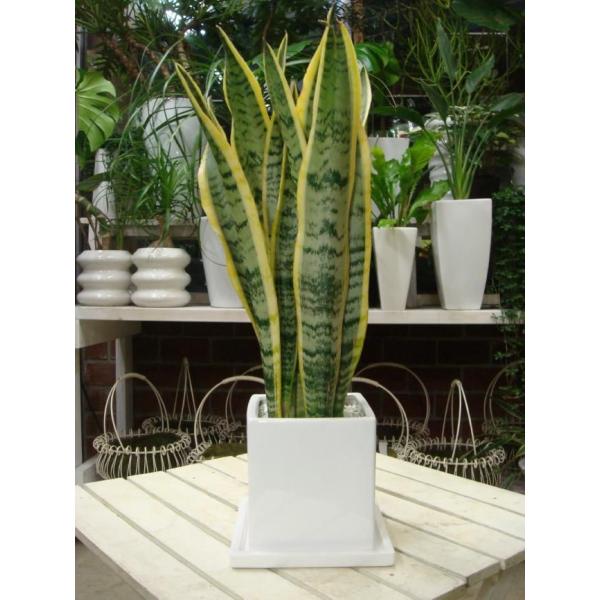 サンスベリア 虎の尾 ツヤ有り 受け皿付き 陶器鉢 マイナスイオン効果 Sansevieria T1 癒し空間 One S Garden 通販 Yahoo ショッピング