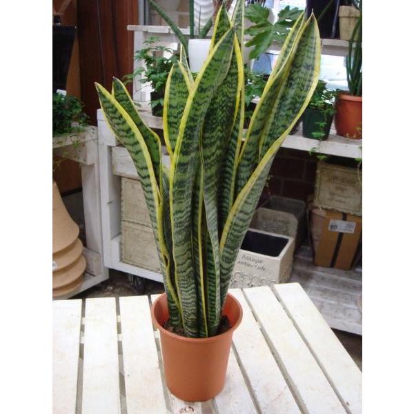 テレビの横やデスクや下駄箱に飾ればちょっと素敵♪これから観葉植物を楽しむ方へ♪愛してる人にも♪お誕生日プレゼント、お祝いや景品にも♪モダン風アジアンテイスト♪インテリア陶器鉢にオリジナル培養土で仕上げております♪『サンス』『さんすべりあ』『...