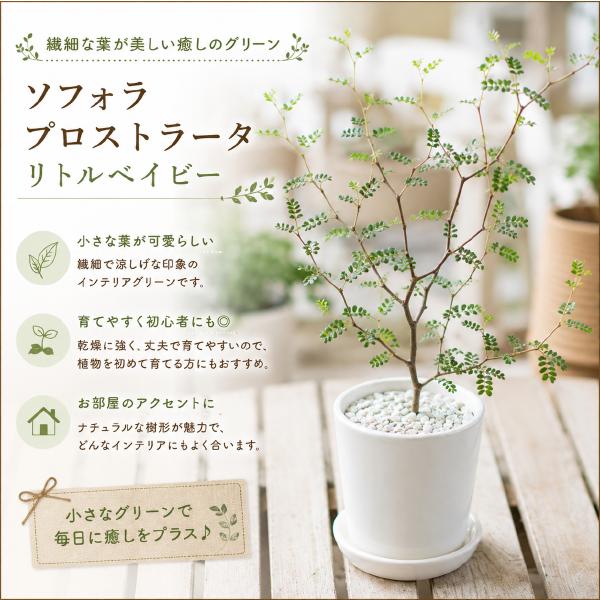 ソフォラ　プロスタータ　リトルベイビー　ミニ観葉タイプ ホワイトインテリア陶器鉢 受け皿付き♪ クネクネして面白く葉っぱがとても小さいです♪