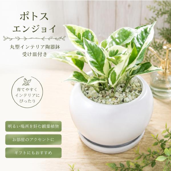 ポトス　エンジョイ タイプP♪スタイリッシュな観葉植物♪場所取らずでちょこっと置くだけ♪誕生日やプレゼントや景品にも♪モダン風アジアンテイスト♪