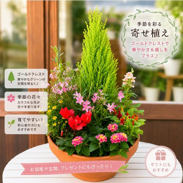 【送料無料】季節の寄せ植え♪コニファーゴールドクレスト コンテナガーデン♪おまかせピック付き♪タイプ−D　テラコッタ陶器鉢