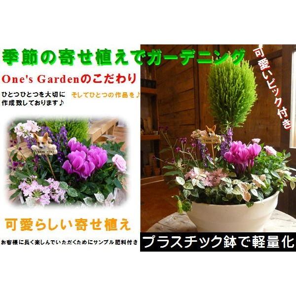 送料無料 ゴールドクレスト トピアリー仕立て 季節の寄せ植え フラワーギフト プラスチック製で軽量化 鉢カラーをお選びください 玄関前をオシャレに Buyee Buyee 日本の通販商品 オークションの代理入札 代理購入