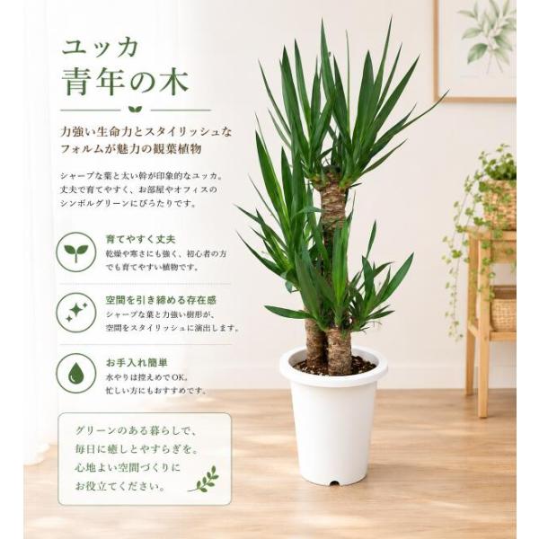 ユッカ  青年の木（エレファンティペス） ７号鉢植え　アジアンチックやモダン風・トロピカル風のインテリアなどにも♪植物を愛し思いやりを