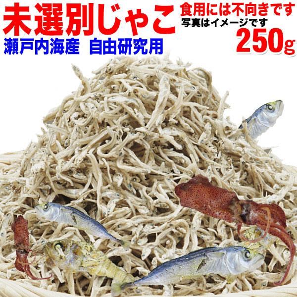 チリメンと一緒に獲れる小さな小魚を探せ。学習研究用ちりめんじゃこ