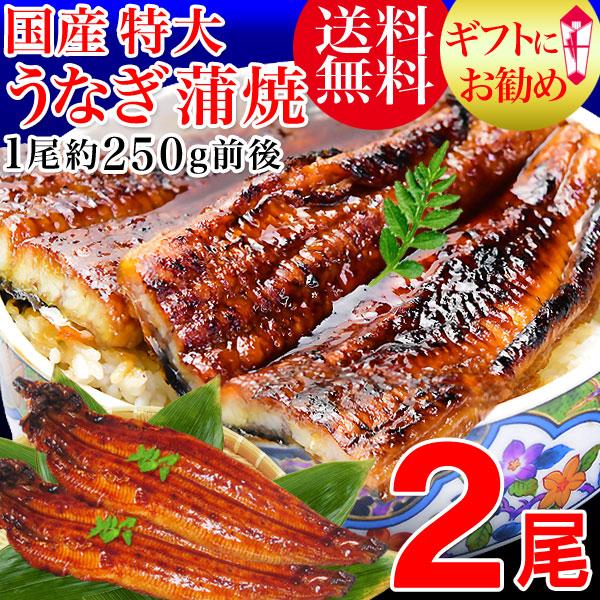 ポイント利用 ギフト プレゼント　うなぎ 国産 鰻 セール（パック セット） 海鮮 セール 国産うなぎ 国内産  ウナギ　うなぎ蒲焼き ギフト　　国内産　特大サイズ　うなぎ2尾　送料無料　　南九州、美味しい湧水で知られる霧島の近く、鹿児島県...