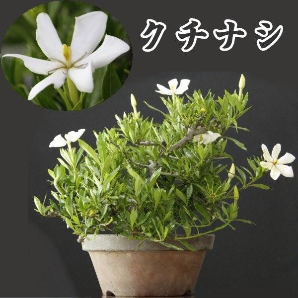 クチナシ 常緑 花もの 実もの 盆栽 低木 花芽 貴風盆栽 6月に開花 香りがいい 秋には黄色い実がなる 山秋 和鉢 Bonsai Uchinashi 一点もの Kuchinashi961 Ipad Iphoneケースのオンパレード 通販 Yahoo ショッピング