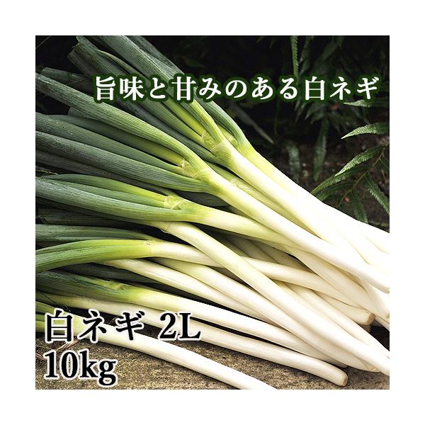 白ネギ ねぎの人気商品 通販 価格比較 価格 Com