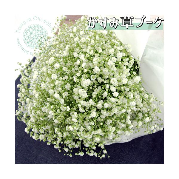 花 カスミソウ 農業資材 ガーデニング用品の人気商品 通販 価格比較 価格 Com