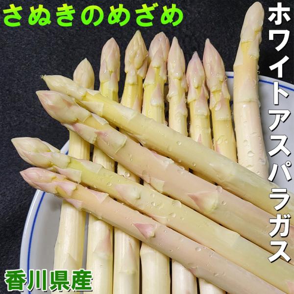 さきぬのめざめ ホワイトアスパラガス 500g 極太 チルド郵　/国産アスパラガス ギフト 贈答用 お中元 母の日 生野菜 食品 農予冷
