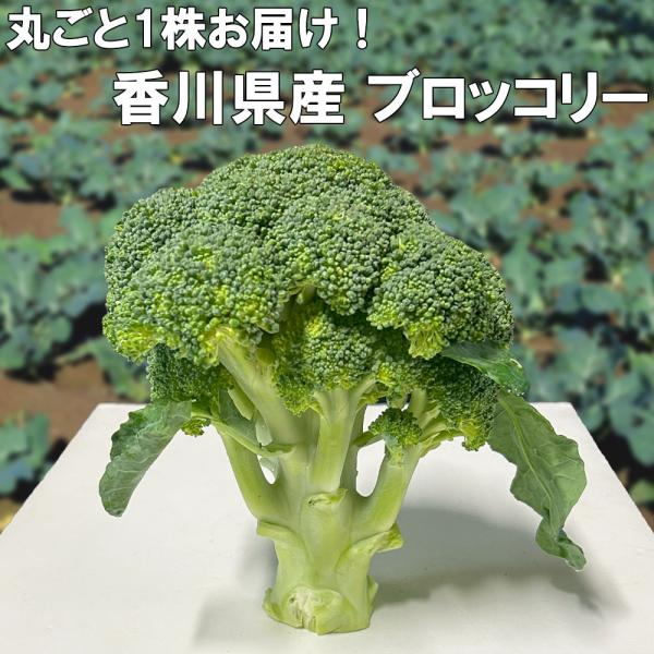 アスパラ農家さんが作る ブロッコリー 1株 約300g 香川県産