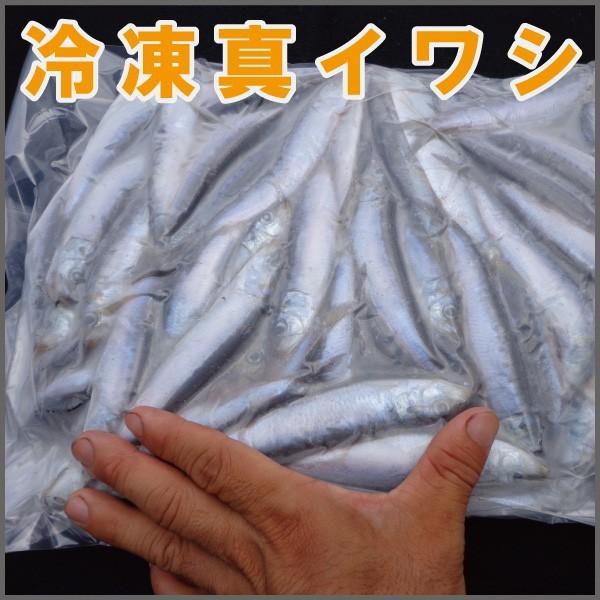 香川県産：マイワシ3kｇセット（冷凍）　小羽サイズ（約8〜12ｃｍ）