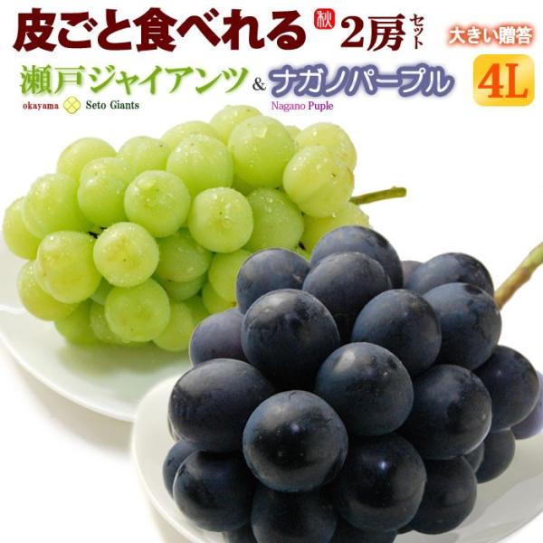 ブドウ 瀬戸ジャイアンツ」の人気商品一覧 | 安い商品を通販