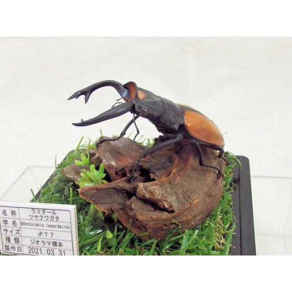 〇ジオラマ標本のコンセプト・特徴 ジオラマ標本は「生きているかのように今にも動き出すかのようなリアル感」をキャッチコピーに、自然の中で生きていたときの昆虫達の一瞬を形にしています。