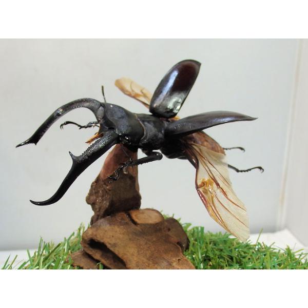 標本 委託販売 ボルネオ産 マンディブラリス 102ミリ 野外品 同梱不可 昆虫標本 キクロマトス13頭セット① マンディブラリスフタマタ