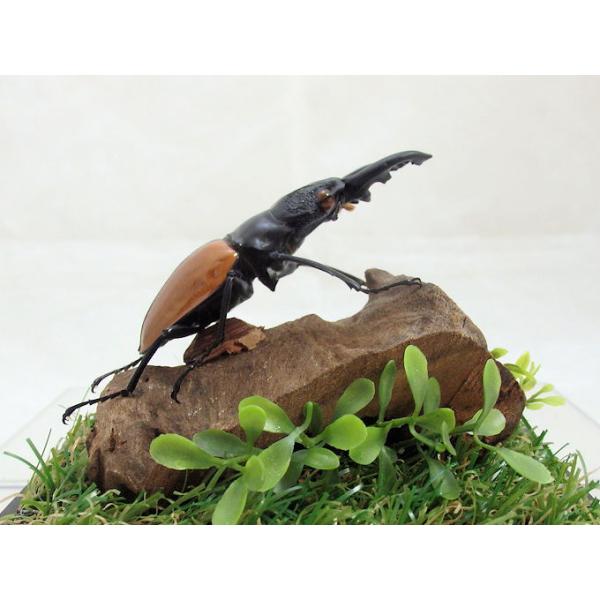 ワラストンツヤクワガタ♂70mm （ジオラマ標本）生きているか
