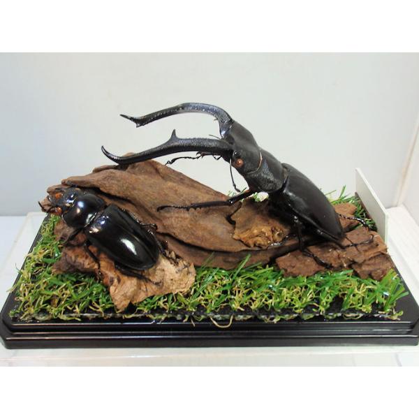 マンディブラリスフタマタ♂105＋♀49（ジオラマ標本