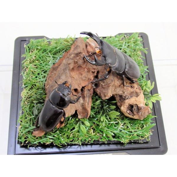 オオクワガタ♂64＋♀40（ジオラマ標本） : オオクワ京都