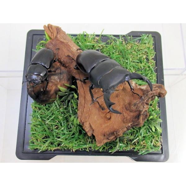 オオクワガタ♂68＋♀38（ジオラマ標本） : オオクワ京都