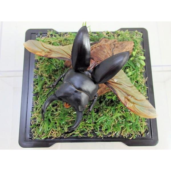 オオクワガタ標本 オオクワガタ♂62＋♀43（クワガタ標本） | オオクワ京都昆虫館