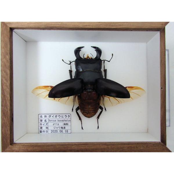 ◎ 標本製作依頼パターンE．飛翔標本(簡易木製標本箱)・皆様が大切に育てて、死んでしまった、クワガタ、カブトムシに永遠の命を吹き込みます。クワガタ、カブトムシの綺麗な標本にして、お部屋のディスプレイとして飾ることも出来ます。ご希望の標本タイ...