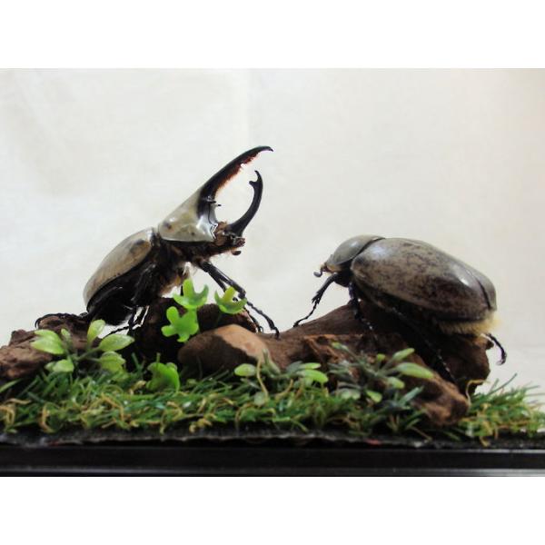 ◎ 標本製作依頼パターンI．ジオラマ標本(フラットケース）・皆様が大切に育てて、死んでしまった、クワガタ、カブトムシに永遠の命を吹き込みます。クワガタ、カブトムシの綺麗な標本にして、お部屋のディスプレイとして飾ることも出来ます。ご希望の標本...