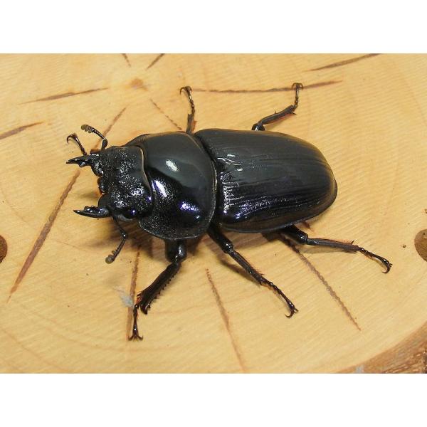 【大特価】【大珍品】新潟県産オオクワガタメスWD41㎜標本 ookuwa-kyoto_ookuwa40mesu