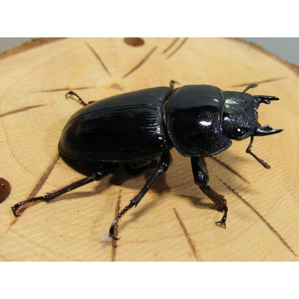 国産オオクワガタ 42mmメス単品 今年羽化 新成虫 Buyee Buyee 日本の通販商品 オークションの代理入札 代理購入