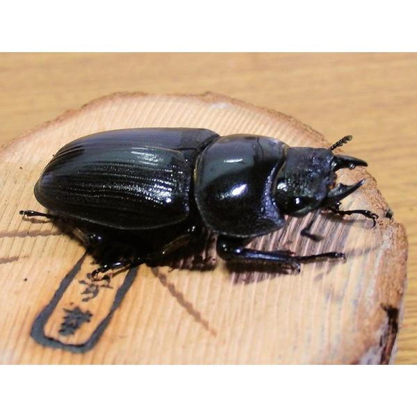 国産オオクワガタ ♀46mmメス単品 今年羽化 新成虫 : オオクワ