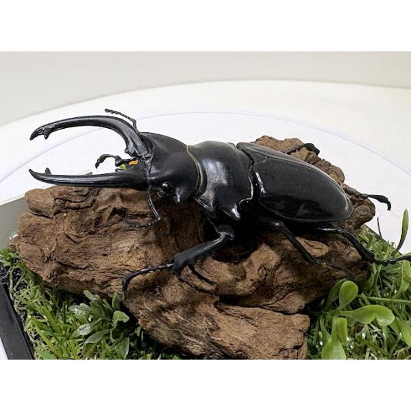 ◎ジオラマ標本製作の工夫と特徴１．ジオラマ標本は独自の技術で付加価値の高い工芸品的な位置付けで製作しています。２．ジオラマ標本はキャッチコピー「生きているかのように今にも動き出すかのようなリアル感」３．キャッチコピーは自然の中で生きていたと...