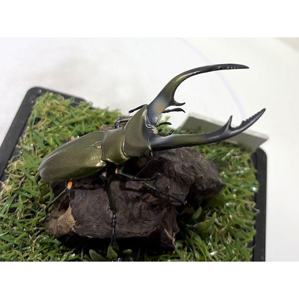 ◎ジオラマ標本製作の工夫と特徴１．ジオラマ標本は独自の技術で付加価値の高い工芸品的な位置付けで製作しています。２．ジオラマ標本はキャッチコピー「生きているかのように今にも動き出すかのようなリアル感」３．キャッチコピーは自然の中で生きていたと...