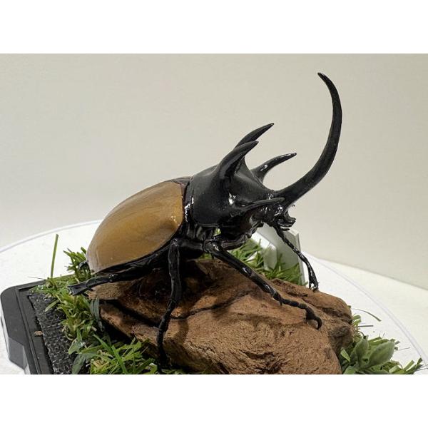 ゴホンヅノカブト♂87mmレプリカジオラマ標本 : オオクワ京都