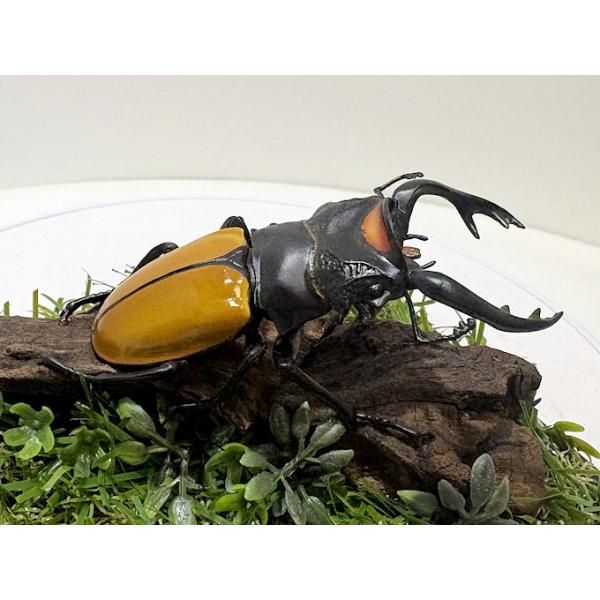 ◎ジオラマ標本製作の工夫と特徴１．ジオラマ標本は独自の技術で付加価値の高い工芸品的な位置付けで製作しています。２．ジオラマ標本はキャッチコピー「生きているかのように今にも動き出すかのようなリアル感」３．キャッチコピーは自然の中で生きていたと...