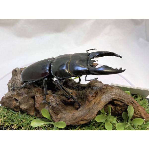 ◎ジオラマ標本製作の工夫と特徴１．ジオラマ標本は独自の技術で付加価値の高い工芸品的な位置付けで製作しています。２．ジオラマ標本はキャッチコピー「生きているかのように今にも動き出すかのようなリアル感」３．キャッチコピーは自然の中で生きていたと...