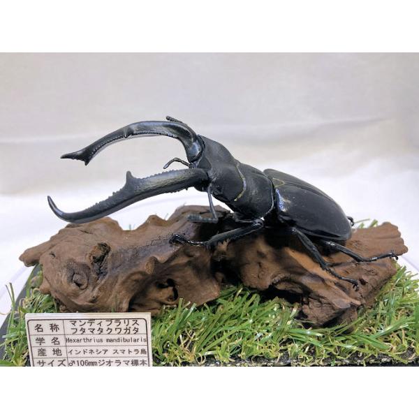 ◎ジオラマ標本製作の工夫と特徴１．ジオラマ標本は独自の技術で付加価値の高い工芸品的な位置付けで製作しています。２．ジオラマ標本はキャッチコピー「生きているかのように今にも動き出すかのようなリアル感」３．キャッチコピーは自然の中で生きていたと...