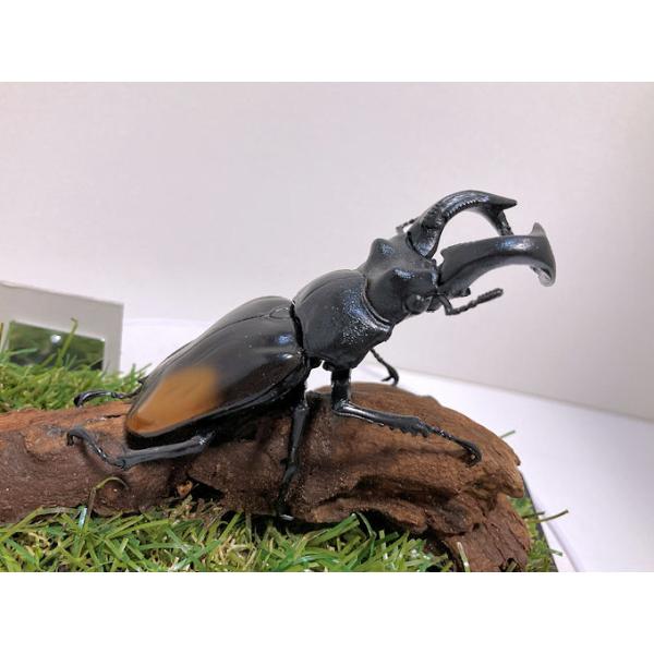 ◎ジオラマ標本製作の工夫と特徴１．ジオラマ標本は独自の技術で付加価値の高い工芸品的な位置付けで製作しています。２．ジオラマ標本はキャッチコピー「生きているかのように今にも動き出すかのようなリアル感」３．キャッチコピーは自然の中で生きていたと...