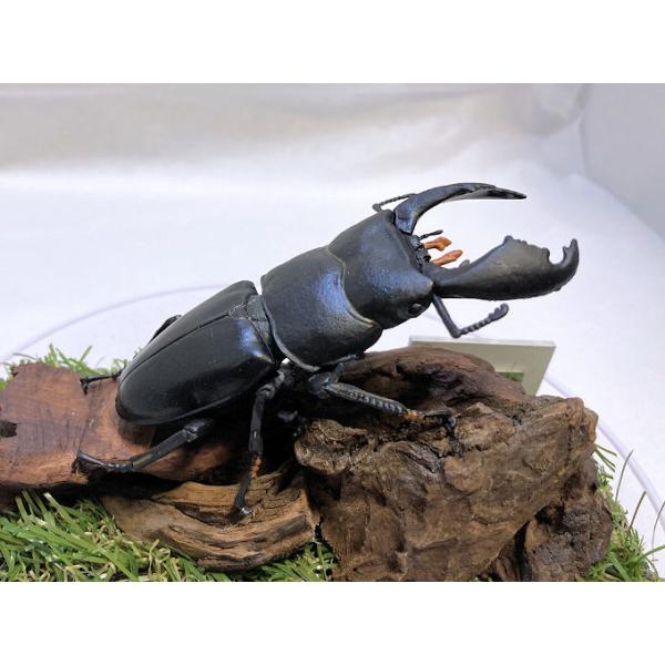 ◎ジオラマ標本製作の工夫と特徴１．ジオラマ標本は独自の技術で付加価値の高い工芸品的な位置付けで製作しています。２．ジオラマ標本はキャッチコピー「生きているかのように今にも動き出すかのようなリアル感」３．キャッチコピーは自然の中で生きていたと...