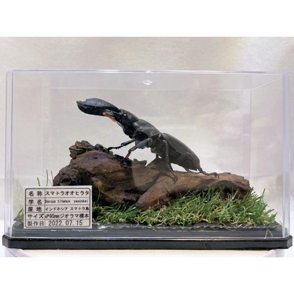 �X�}�g���I�I�q���^���X�Tmm���v���J�W�I���}�W�{ ���i�摜3