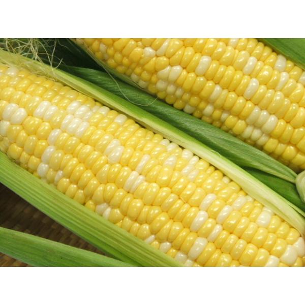 山梨県市川三郷町大塚産 甘々娘