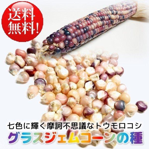 超高級品種 美しすぎるトウモロコシ グラスジェムコーンの種 １０粒入り 送料無料 Tane Glass1 大野金物店ヤフー店 通販 Yahoo ショッピング
