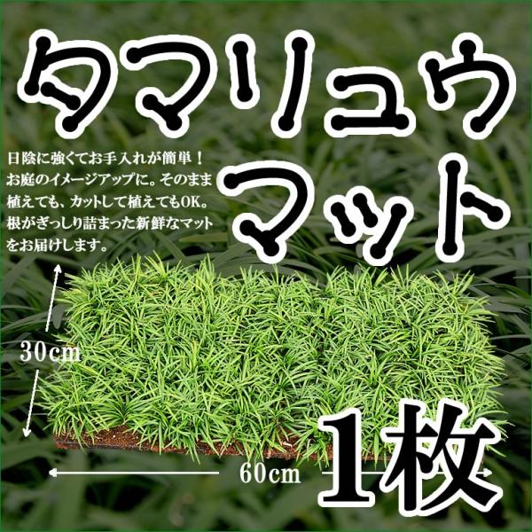 送料無料 タマリュウ 玉竜 マット30cm 60cm１枚日陰グランドカバー植物常緑の葉 Buyee Buyee 提供一站式最全面最專業現地yahoo Japan拍賣代bid代拍代購服務